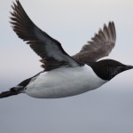 Thick-billed Murre, close in flight_USFWS, Sophie Webb