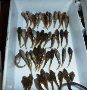 fish tray 1